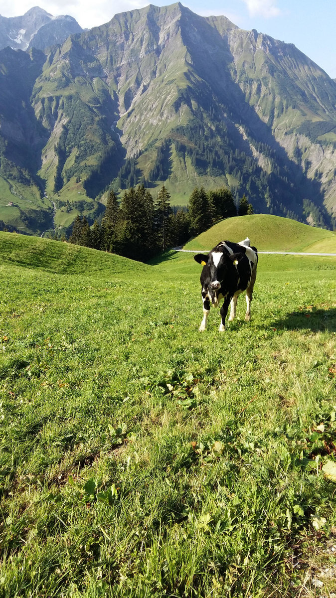 Kuh auf Weide